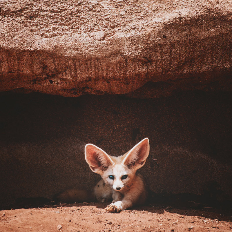 A fennec fox