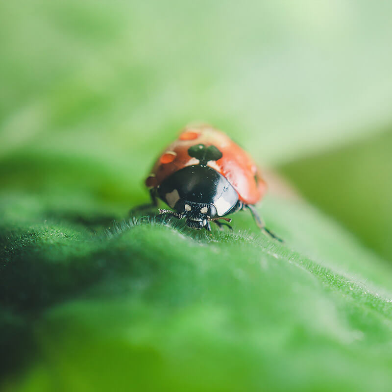 A ladybug