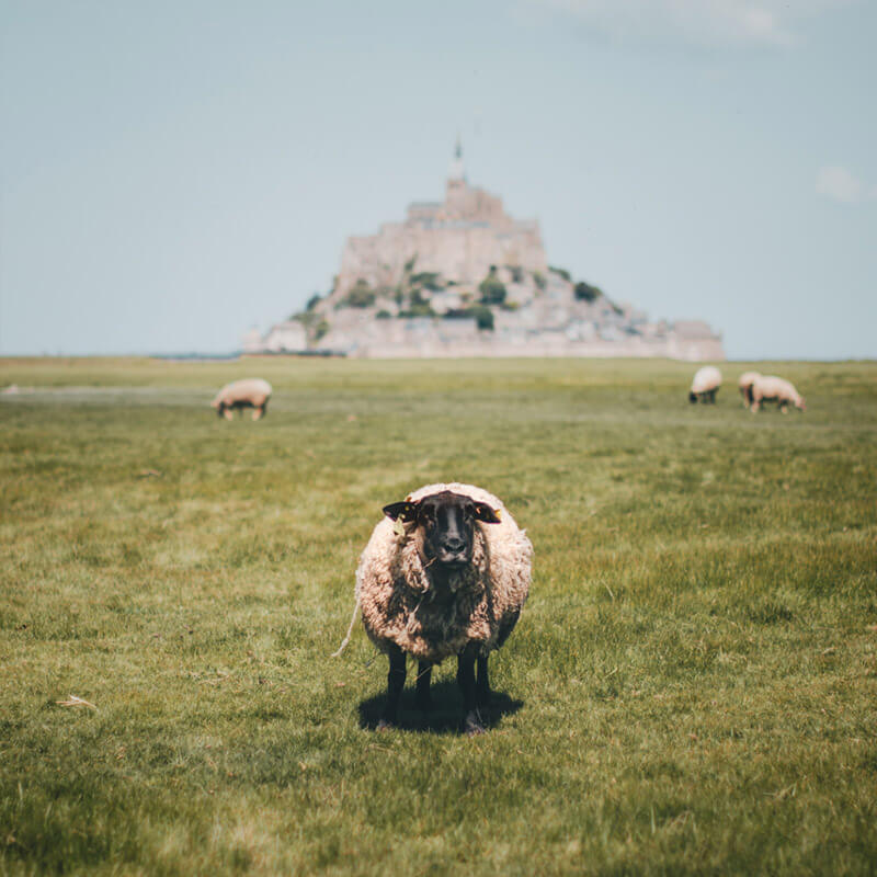 A sheep