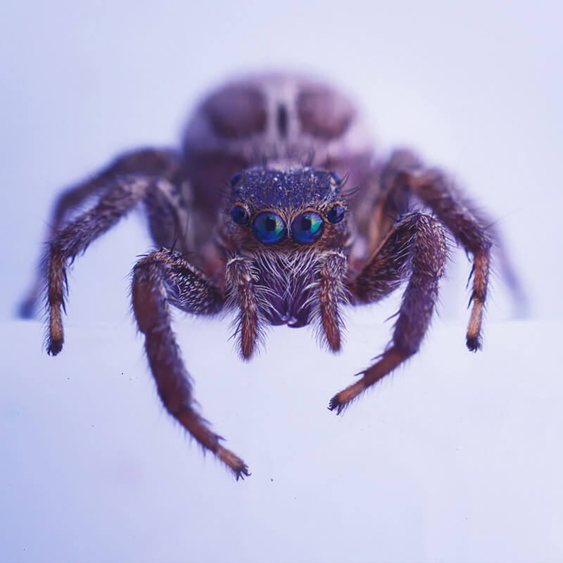 A spider